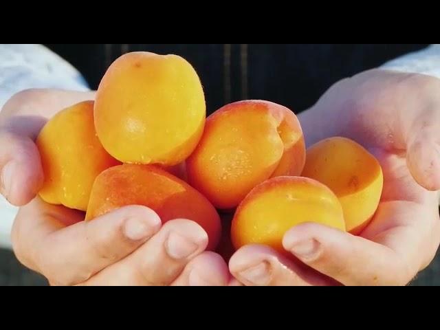 The best Apricot in the world - Malatya Apricot 