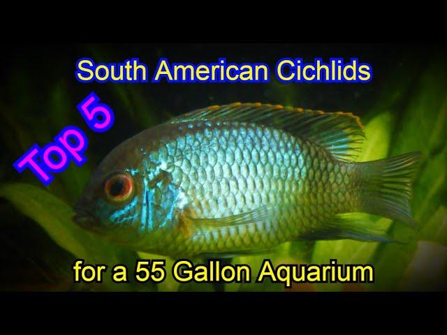 Top 5 South American Cichlids for a 55 Gallon Aquarium