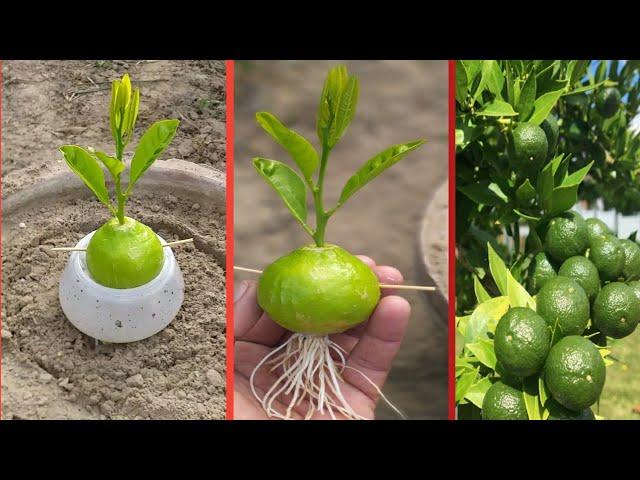 Grow lemons from lemons fruit | The easiest procedure in the world | 100% success |