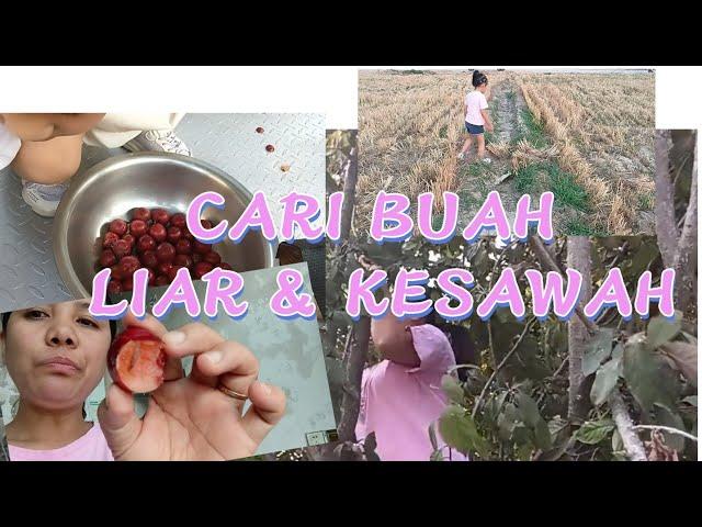 CARI  BUAH  LIAR  BERSAMA  ANAK2 & PERGI  KEKEBUN  UNTUK  MELIHAT  TANAMAN  JAGUNG