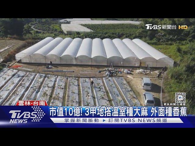 市值10億! 3甲地搭溫室種大麻 外面種香蕉｜TVBS新聞 @TVBSNEWS01