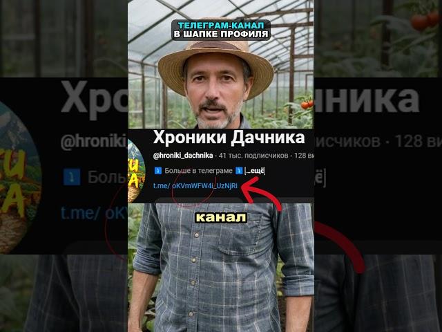 Собираю по 40 кг помидоров с куста из-за этой подкормки #огород #сад #дача #помидоры #томаты