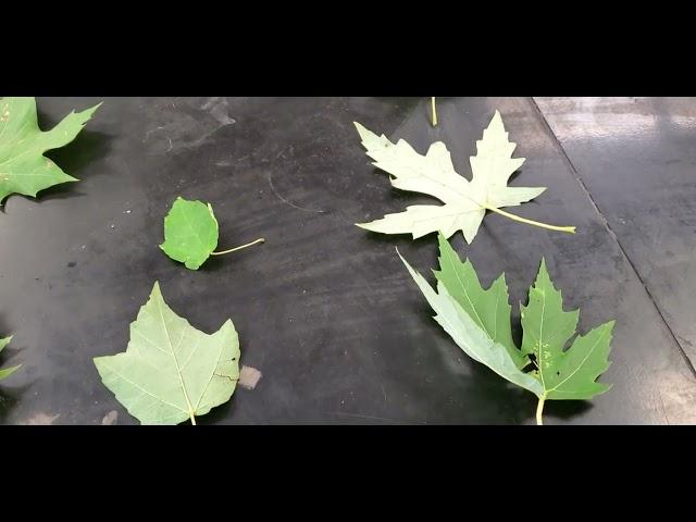 How to identify Sugar Maple trees vs Silver, Red and Norway Maples (Leaves and keys)