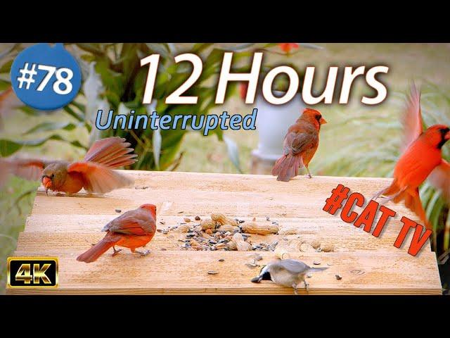 12 Hour Video for Cats  Wild Birds | Uninterrupted CatTV