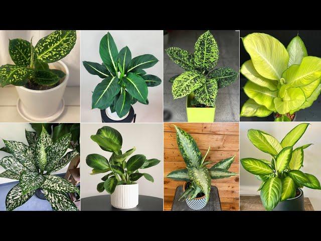 42 Indoor Dieffenbachia Species | Dumb Cane Plant Varieties with Names | Plant and Planting