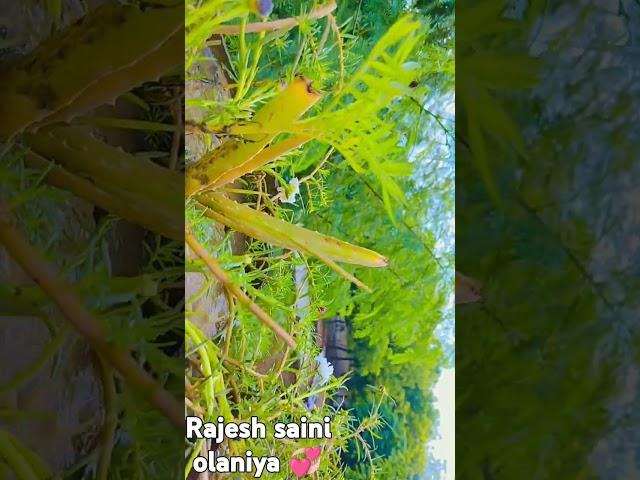Rajesh saini olaniya  khubsurat phoolon ki video