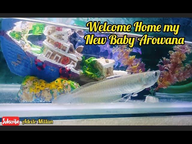 FISH PET SHOP BUYING SILVER AROWANA | Adeile Millan