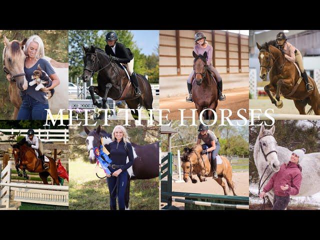 MEET THE 12 HORSES AT MY BARN