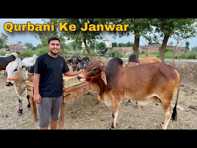 7 Qurbani Ke Janwar Khareed Liay  Allhumdulillah