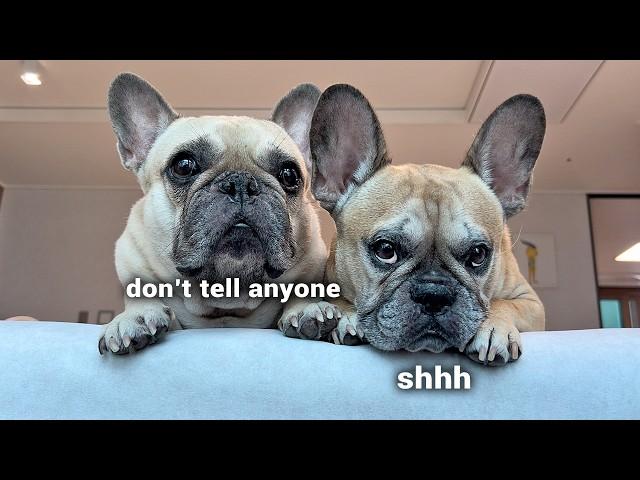 Things Nobody Tells You About Owning A French Bulldog