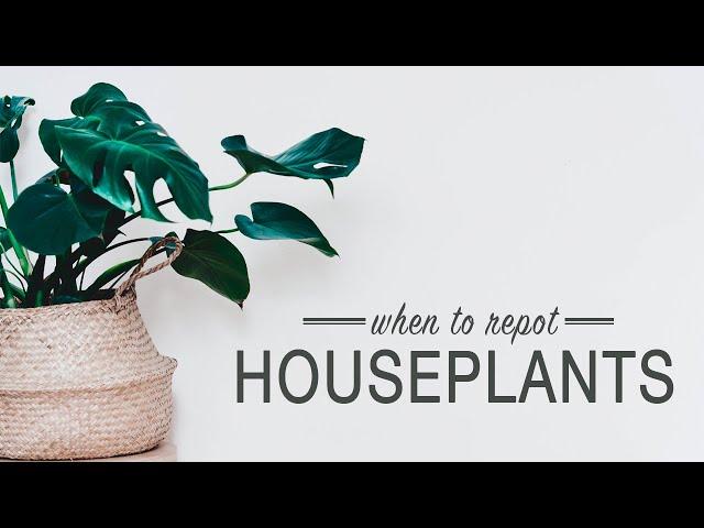 How to Know When to Repot Houseplants