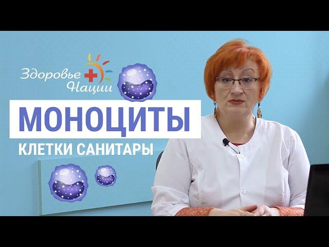 Почему моноциты повышены у взрослых и детей?