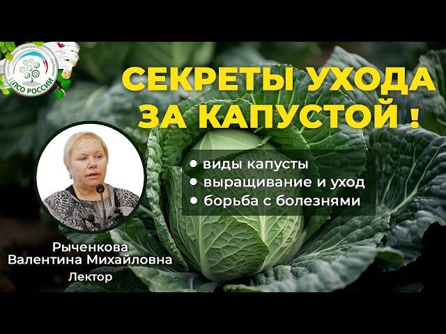 Полное руководство по выращиванию, уходу и борьбе с болезнями разных видов капусты в одном видео