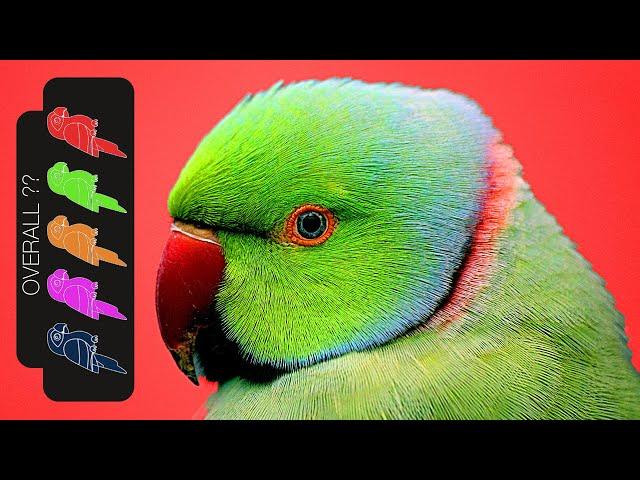 Indian Ringneck Parakeet, The Best Pet Parrot?