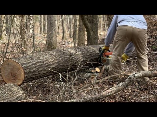 Daddy Red Oak Tree #firewood #logs #splitting