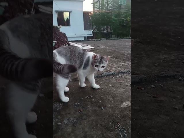 Miko️#cat #catfunny #catlover #viralvideo #miko