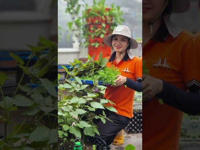 Một ngày đi làm của kỹ sư nông nghiệp Vườn Sài Gòn có gì vui?