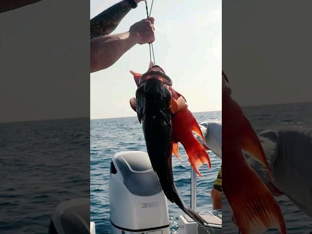 Why we LOVE SPEARFISHING KEY WEST