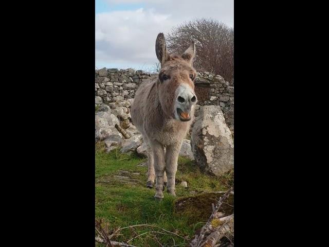 Harriet the Singing Donkey 'Serenades' Passerby