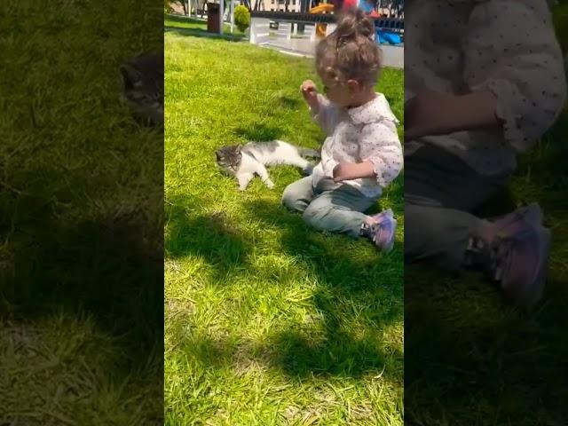 Ayan play with cat