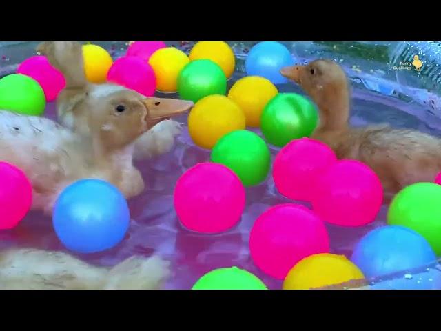 Ducklings in the pool, baby ducks, pig