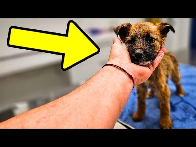 Sad Puppy Barely Survived After Being Rescued