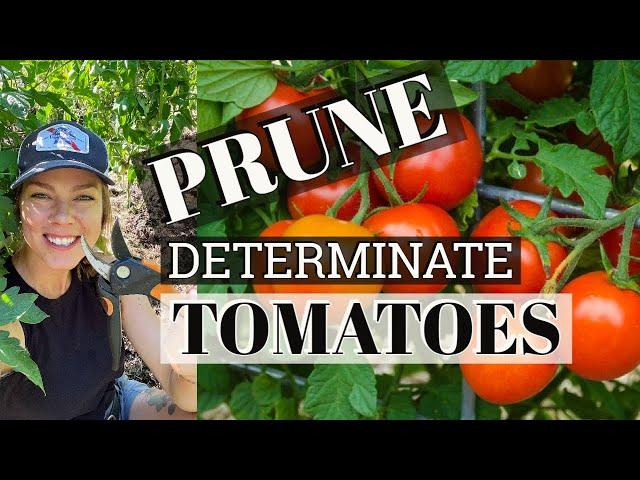 Pruning Determinate Tomato Plants 
