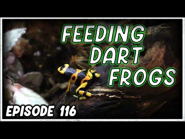 Feeding Poison Dart Frogs | Dendrobates leucomelas