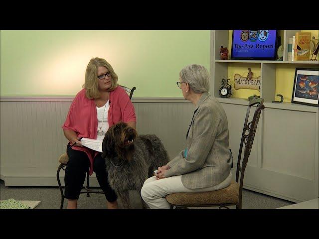 The Paw Report, Episode 1403 - About the Breed - The Wirehaired Pointing Griffon