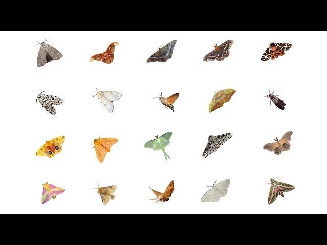 Types of Moths | Moth Species In English Language | Learn Moth Species