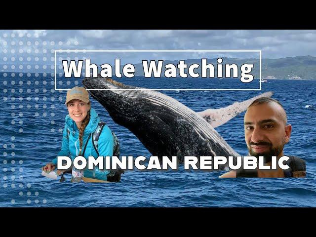 Epic Whale Watching Adventure in Dominican Republic | Unforgettable Encounters with Humpback Whales!