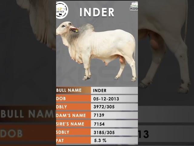 KGSG tharparkar bull's