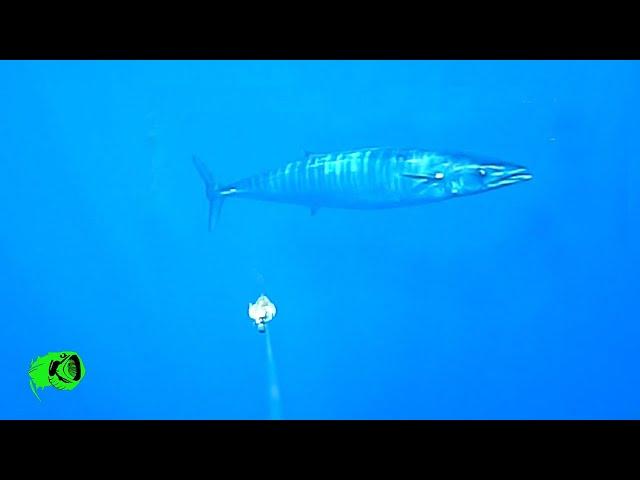 crazy trollingcam compilation, Wahoo, Bonito, Amberjack and Cuda