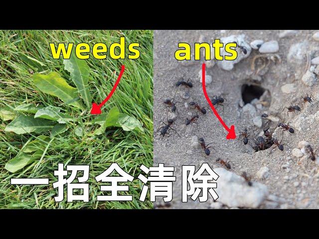 Weeds and Ants are ALL GONE at NO cost 彻底清除杂草和蚂蚁, 用这招省下一个亿！效果太好了！