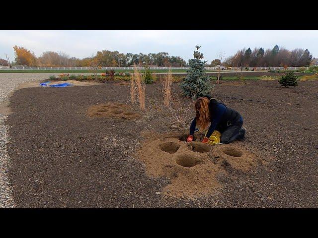 Planting a Bunch of Beautiful Daffodils!  // Garden Answer