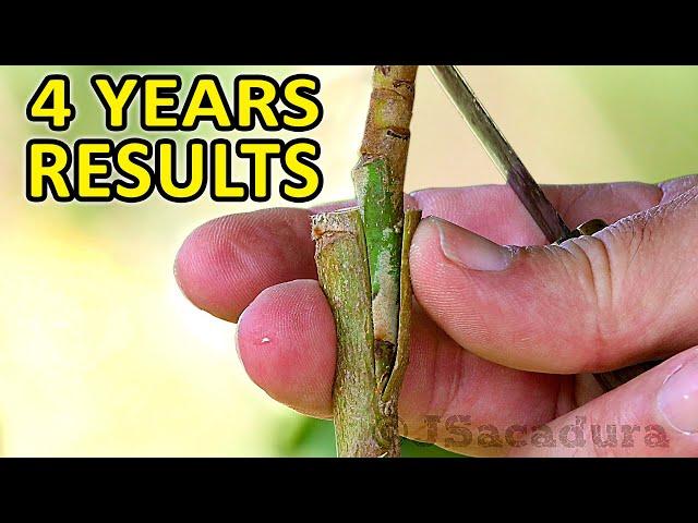 GRAFTING EVERGREEN Fruit Trees Grown From SEEDS | BEST Techniques