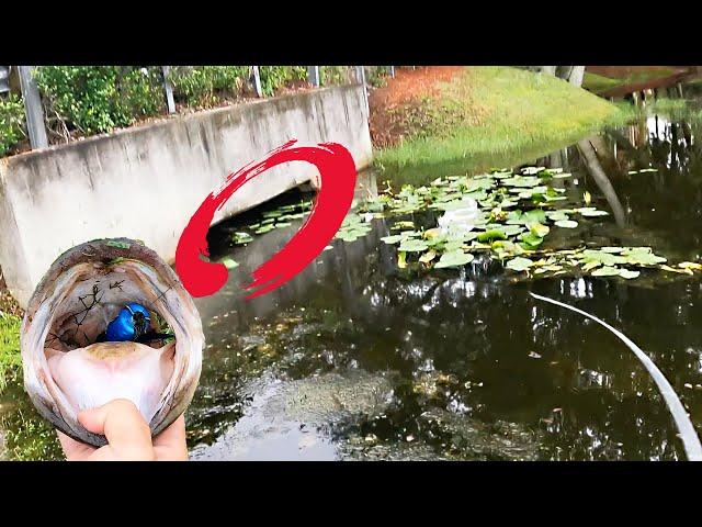 The CRAZIEST Frog Blowup You'll Ever See (Florida Pond Bass Fishing)