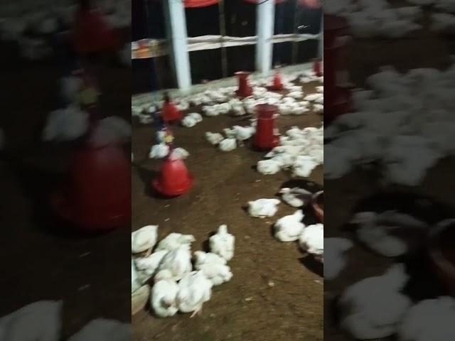 poultry farming ️#viral #shorts #farm #youtube #poultry