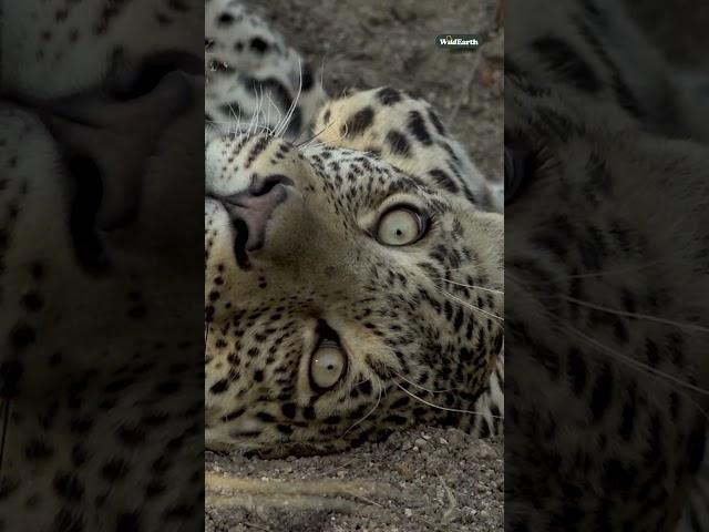 World-famous leopards of the Sabi Sand.