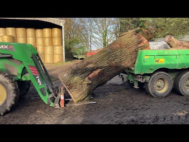 Loading large Wych elm 3 ton+