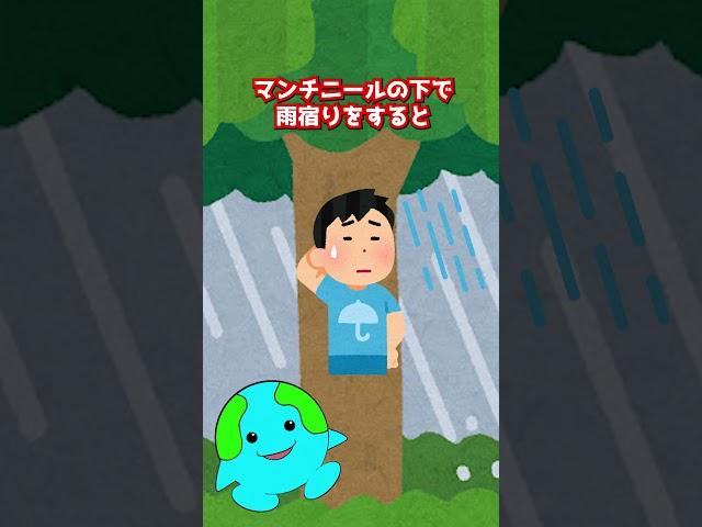 絶対に触ってはいけない木【マンチニール】#shorts #生物  #植物