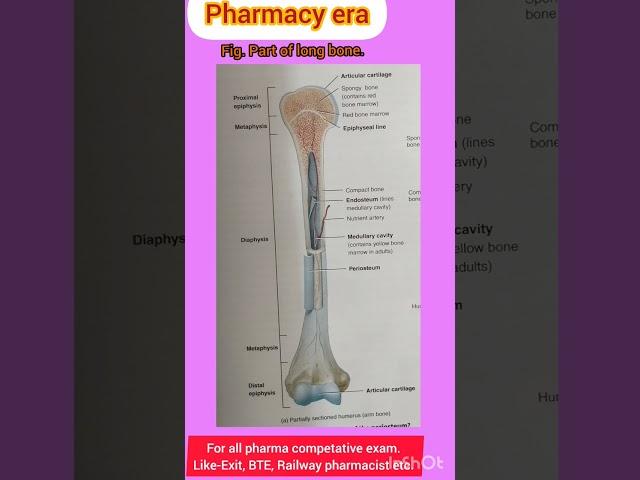 Parts Of A Long Bone - Structure Of A Long Bone