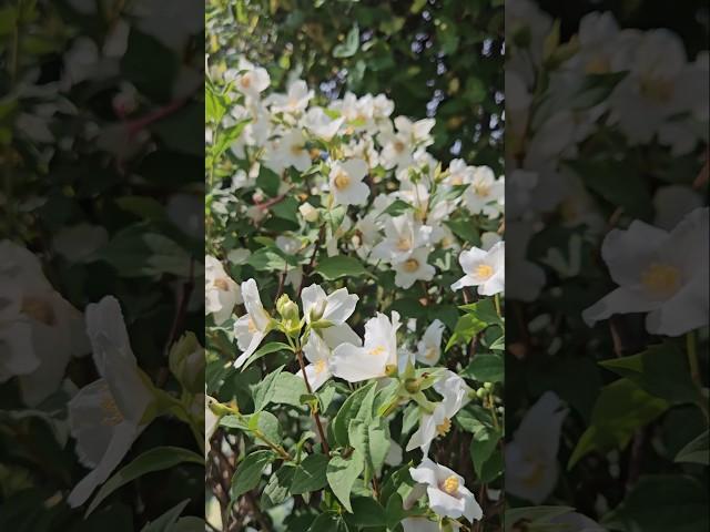야생화#무궁화고광꽃#  향기짱