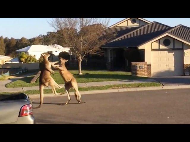 Watch: Dramatic kangaroo fight unfolds on suburban Australia street