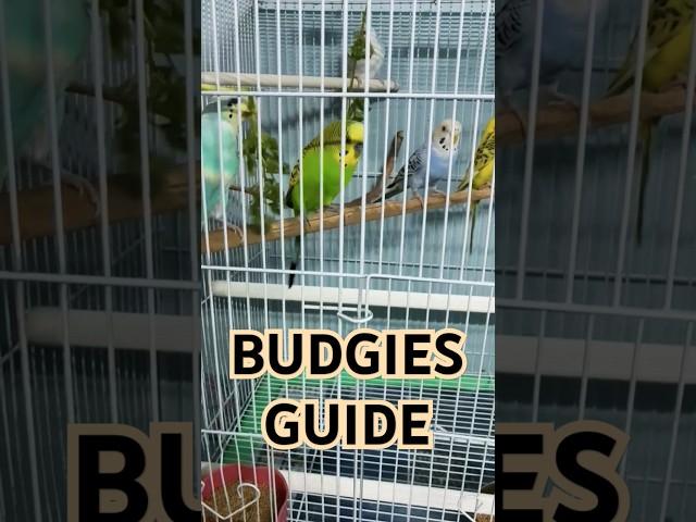 "A flutter, a chirp, a reason to cheer — subscribe for more joy, right here!"..#birds #shorts #viral