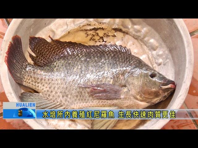 水培所內養殖紅尼羅魚 生長快速肉質更佳
