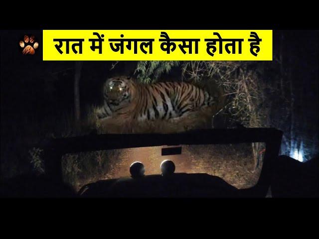 Night Safari Experience in Panna Tiger Reserve | Virtual Safari with Discover Wild Paws