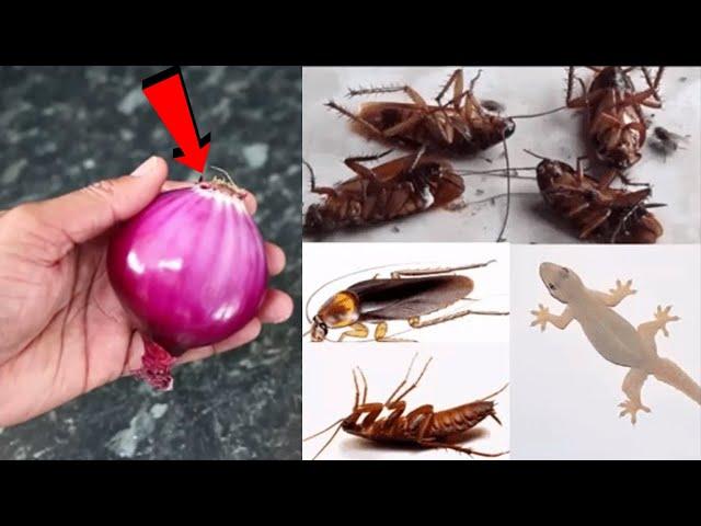 MAGIC ONION || How To Kill Cockroach, Lizard, Within 5 minutes || Home Remedy || Magic Ingredient