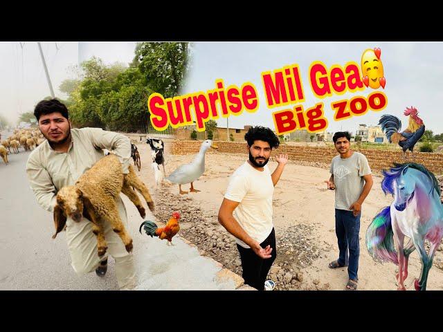 Samad Pets Vlog Ny Surprise Dy Dea