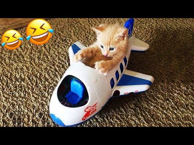 You Need a Cat for Daily Laughs  Funny Animal Videos 2024 